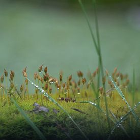 Simple grasses by Eddie Meijer