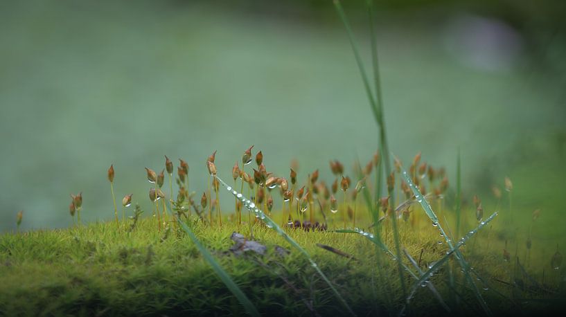 Einfach Gras von Eddie Meijer