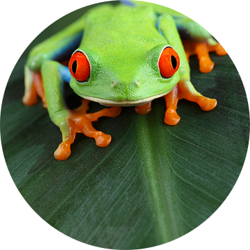 Roodoogmakikikker (Agalychnis callidryas) van Ronald Pol