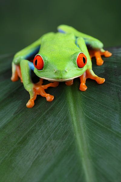 Porträt eines rotäugigen Laubfrosches von Ronald Pol