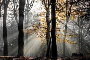 zonnestralen in beukenbos, kleur in zwartwit