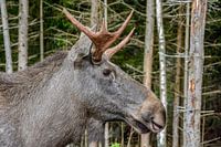 Eland in het bos