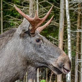 Eland in het bos van Lars-Olof Nilsson