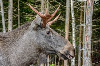 Moose in the forest
