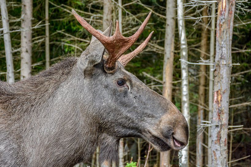 Moose in the forest by Lars-Olof Nilsson