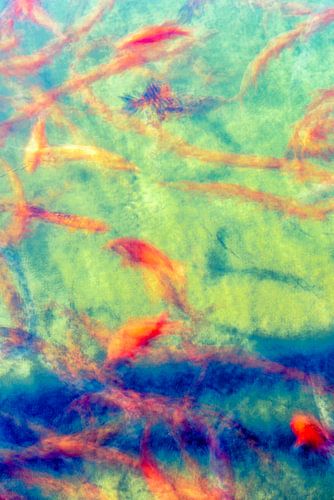 Abstracte koi in verticaal