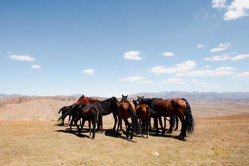 Paarden van Kirgizië