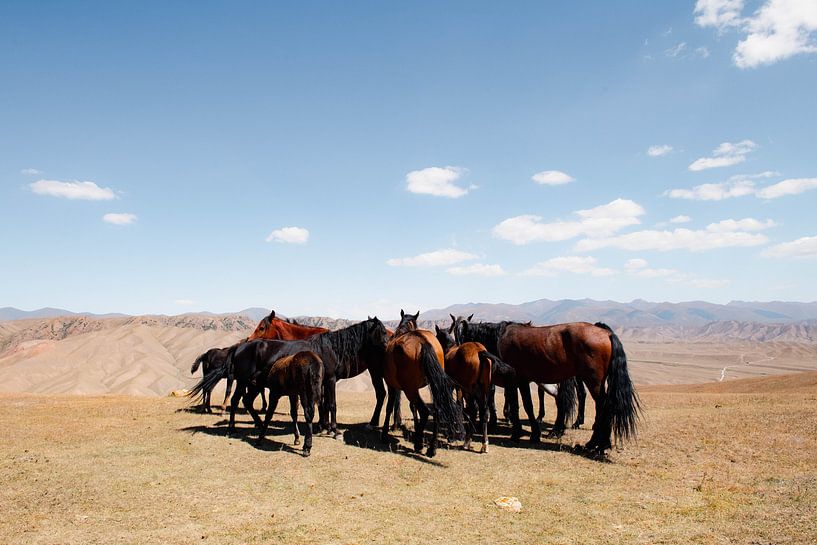 Paarden van Kirgizië van Kimberley Jekel
