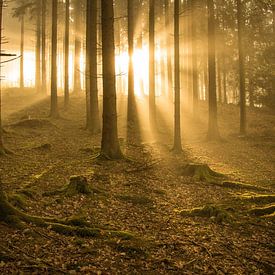 Mist in het bos van Robin Feldmann