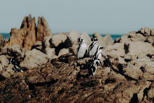 Pinguine in Betty's Bay 2