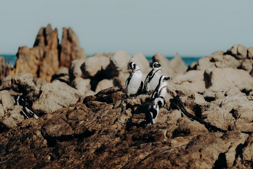 Pinguins in Betty's Bay 2 van Andy Troy