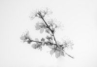 Blossom