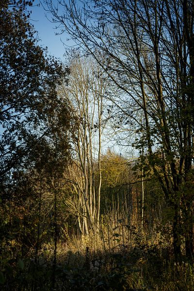 Atmosphärischer Kreis Wald bei Almere in der untergehenden Sonne von Rene  den Engelsman