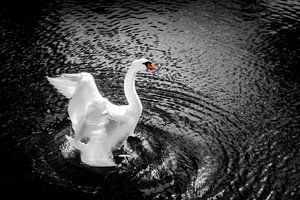 Glücklicher Schwan