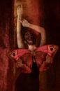 Danse d'un Papillon van Marja van den Hurk thumbnail