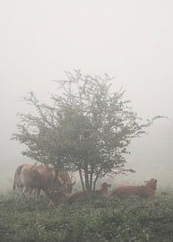 Morning in the Hills of Flade by Lene Shannon