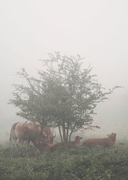 Ochtend in de heuvels van Flade