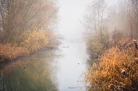 Bob Ross in de Dordtse Biesbosch van Petra Brouwer thumbnail