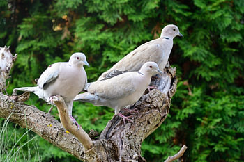 Eurasian Collared Doves