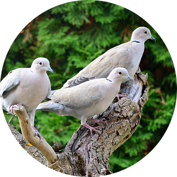 Eurasian Collared Doves van Karin Jähne