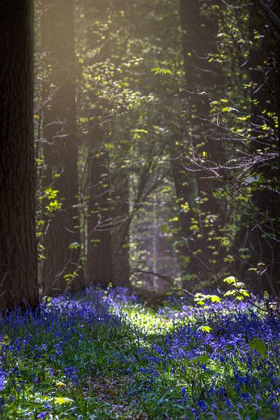Hellebardenwald von Christophe Van walleghem