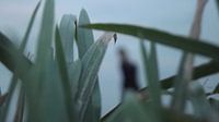 gras 1