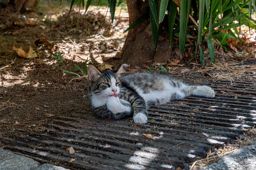 Kattenleven in de schaduw van de taverne van Karsten Rahn