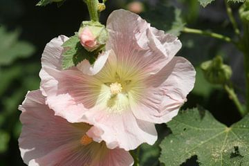 Mauve, rose trémière