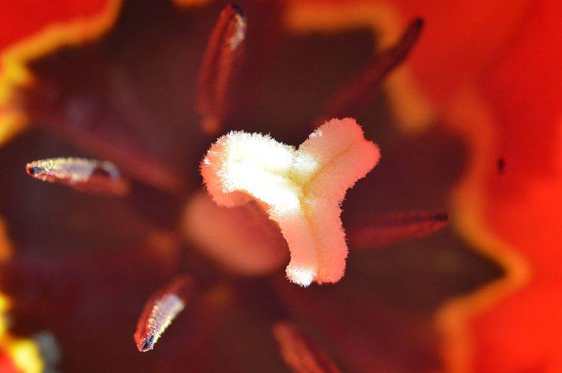 Timbre tulipe par Frank Schneider