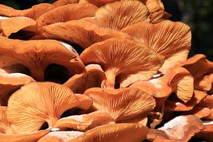 Grote groep paddenstoelen