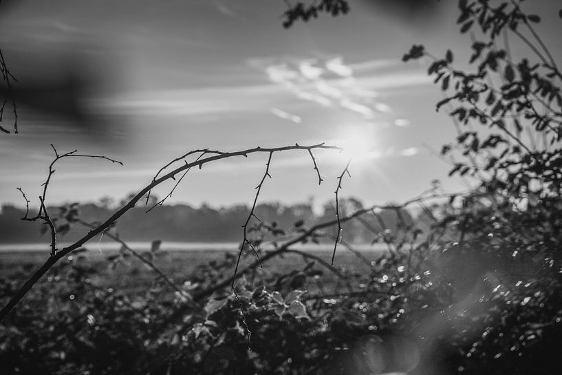 Leaf Art Macro Photography Black and White by Marc van den Elzen