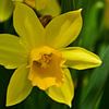 A yellow daffodil in bloom by Gerard de Zwaan