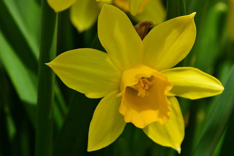 Een gele narcis in bloei van Gerard de Zwaan