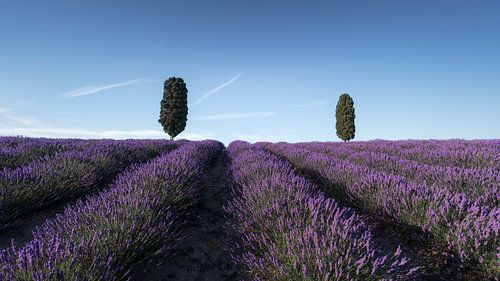 Lavendelveld en twee cipressen. Toscane