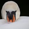 Cygne sur Miranda Vleerlaag