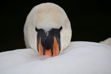 Swan by Miranda Vleerlaag