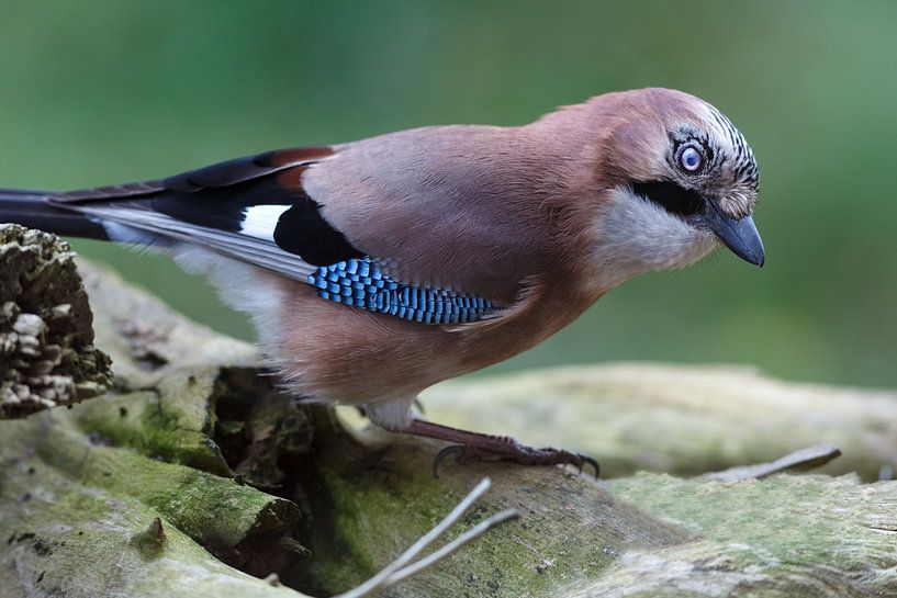 Jay by Rolf Pötsch