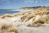 Dunes de sable dans la réserve naturelle d'Ellenbogen près de List, Sylt