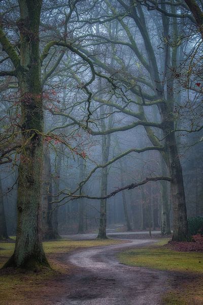 Winding path in the forest by Moetwil en van Dijk - Fotografie