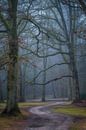 Winding path in the forest by Moetwil en van Dijk - Fotografie thumbnail