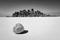 Kokosnoot op onbewoond eiland, Aitutaki van Laura Vink thumbnail