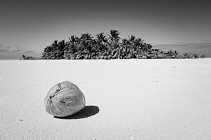 Kokosnoot op onbewoond eiland, Aitutaki van Laura Vink