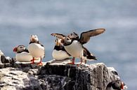 this Puffin is ready to leave by Wendy Hilven thumbnail
