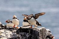 this Puffin is ready to leave