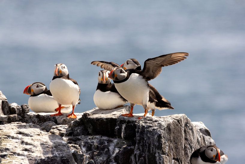 this Puffin is ready to leave by Wendy Hilven