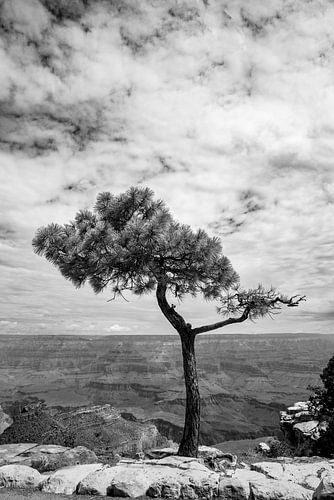 Eenzame boom met uitzicht op Grand Canyon in zwart-wit