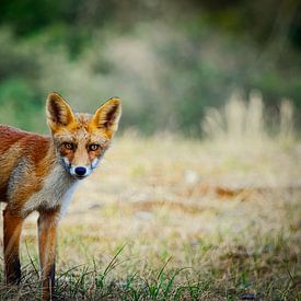Curious Fox by Niek Van Helden