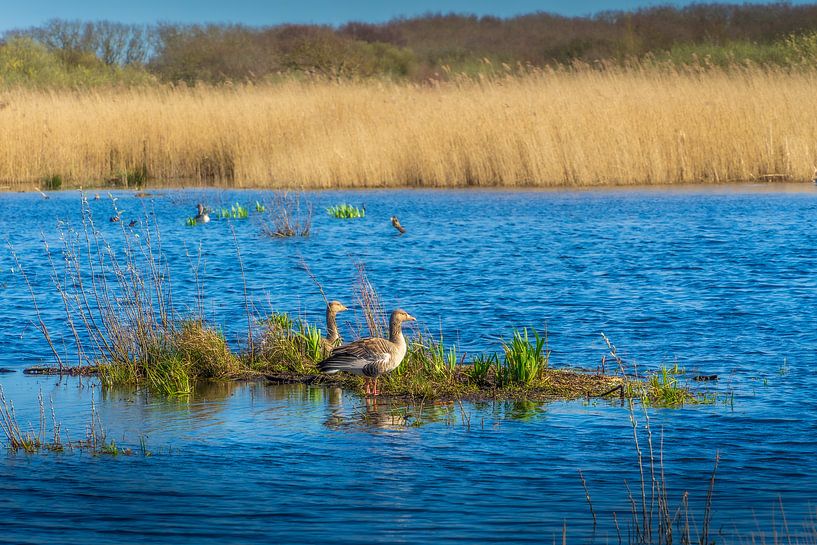 Ducks in the water by Rob Baken