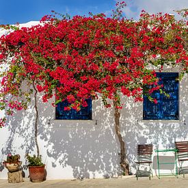 Colourful Paros, Greece by Adelheid Smitt