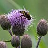 Zitronenzapfenfliege auf einer Straßendistel von Jan Klijn
